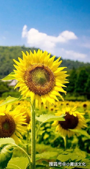 《三国志8 REMAKE》焕新升级，经典重铸再创新体验