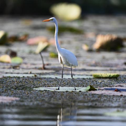 天空拥抱自然，展翅翱翔评测：探索生态新境界