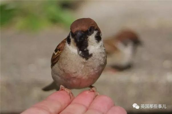 内脏坚韧小麻雀,奇幻东征勇者记 内脏坚韧小麻雀,奇幻东征勇者记
