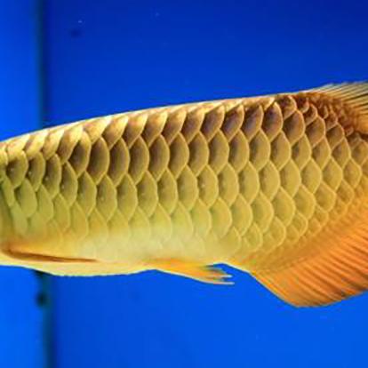 《我是谁?我在哪?我要做什么?深度解析《原生体》DEMO版全新体验》 《我是谁?我在哪?我要做什么?深度解析《原生体》DEMO版全新体验》