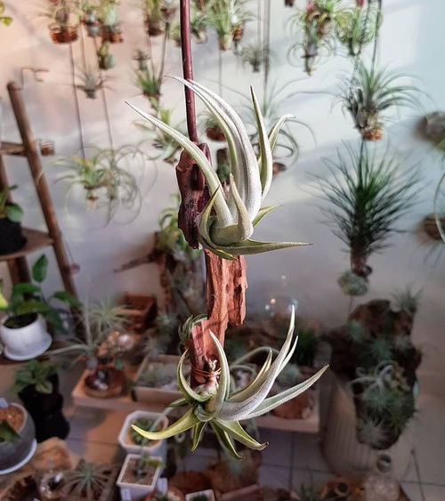 2025最新彩虹岛小草终极种植秘辛大揭秘？