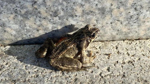 Aion官网2025年隐藏彩蛋大揭秘？高手带你一探究竟！