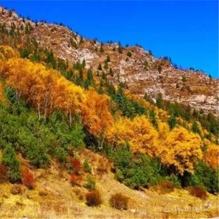 《森林九九夜》深度攻略:解锁每日任务新境界 《森林九九夜》深度攻略:解锁每日任务新境界