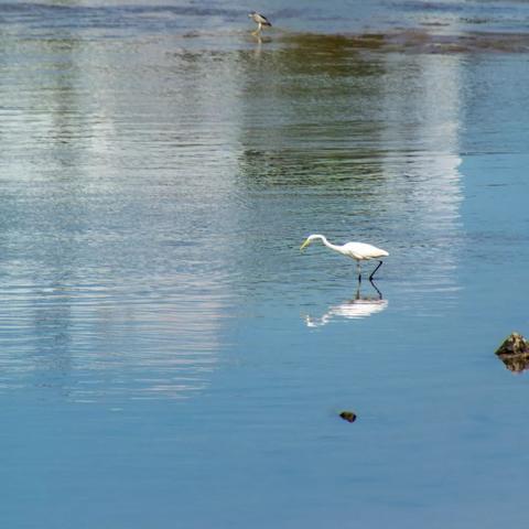 《心动小镇》鸟类图鉴全解析，探秘独特分布攻略