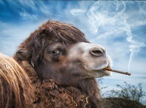 重温生活真谛，罗塞蒂引领动物森友会新潮流