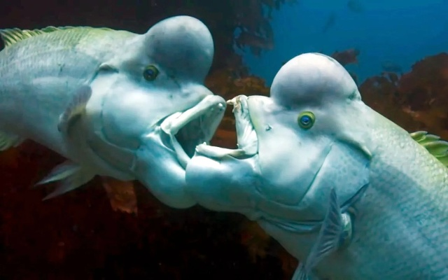 惊悚深海:女同性恋人鱼惊悚恐怖现形记 惊悚深海:女同性恋人鱼惊悚恐怖现形记