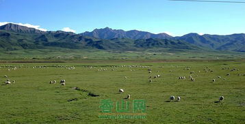 《羊绒海湾》全攻略：阿扎与凯鲁隐藏宝地深度解析