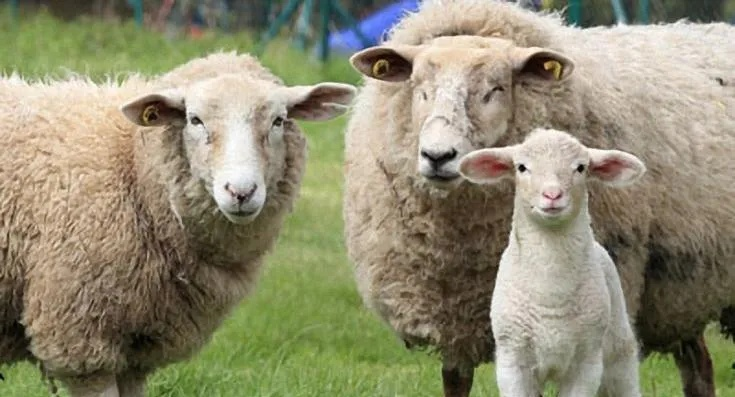 羊蹄教牧场攻略：高效饲养家畜秘籍大公开