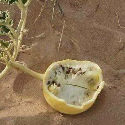 《红色沙漠》全球同步发售倒计时,3月独占体验新境界! 《红色沙漠》全球同步发售倒计时,3月独占体验新境界!