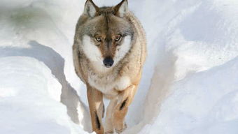 美女猎手独战狼群：揭秘《狼人：内在野兽》惊悚求生之旅