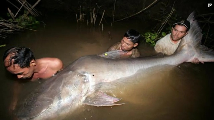 2026年怪兽鱼避坑指南，新手如何驾驭这些水中巨兽？