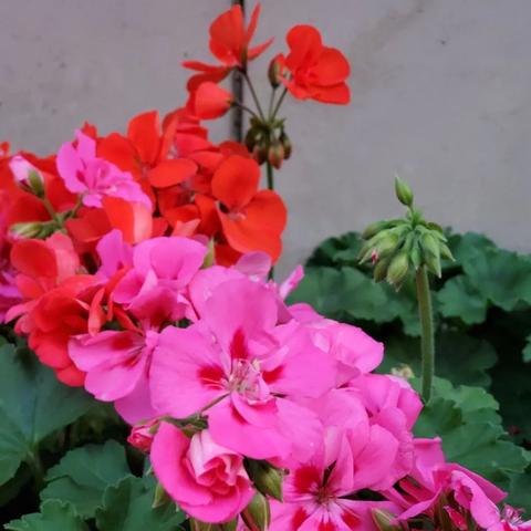 2025年春秋q传好玩吗？平民避坑指南与职业深度实战解析