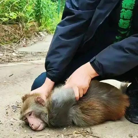 暴猴遭霸凌长期水上漂？独家破解霸凌触发机制