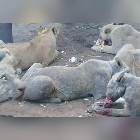 荒野行动，为啥玩它连日子都顾不上？