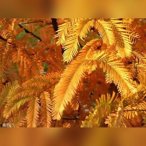 宇宙植物学家登陆Steam，探索开放世界，培育你的星球植物园