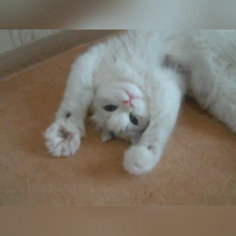 近十年首款.Hack系列新作.Hack//Z.E.R.O.正式回归