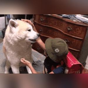 2026年QQ农场刷狗粮实战,如何零成本快速囤积狗粮? 2026年QQ农场刷狗粮实战,如何零成本快速囤积狗粮?