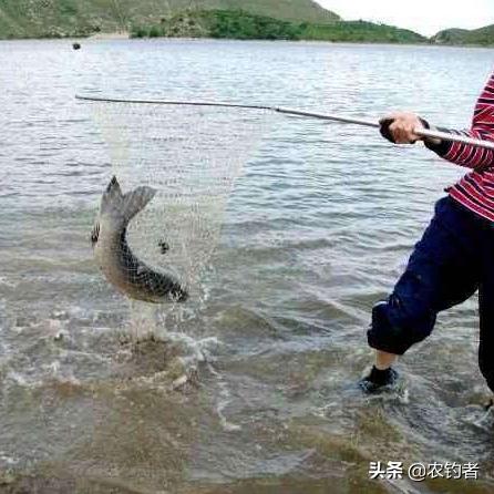 动森钓鱼不再空军！教你一眼识别鱼影大小与稀有鱼捕捉时机