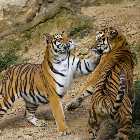 游客遭老虎袭击类型全解析，猛兽攻击机制与极限生存