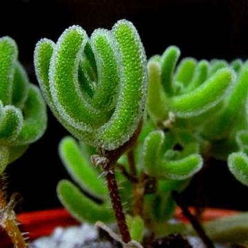 辐射4全屏快捷键失效？教你一键强制真全屏