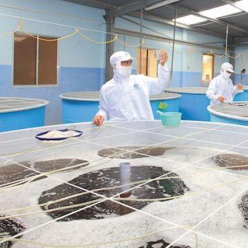 仙盾怎么叠最满?2026年最新减伤与生存流派深度解析 仙盾怎么叠最满?2026年最新减伤与生存流派深度解析