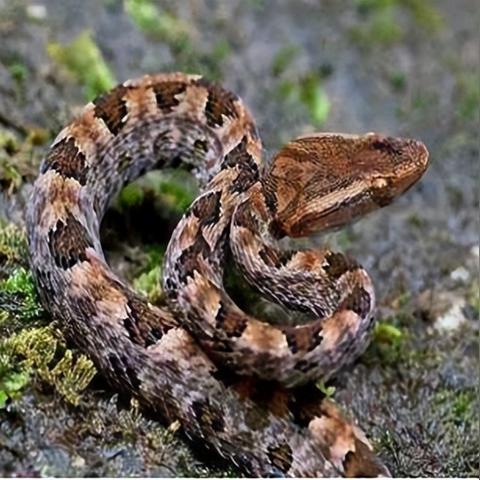 魔兽世界时光服毒蛇神殿踏潮离谱BUG，玩家被水泡拽入虚空秒杀