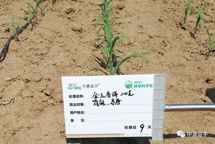 熊猫人草药怎么采最赚？2025年MOP金莲与丝草高效路线