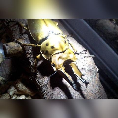 黄金鬼锹价格暴涨？揭秘2025年繁殖与选育核心门道