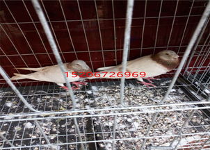 揭秘肉鸽游戏我放你走机制，为何漏怪才是大神的高端操作？