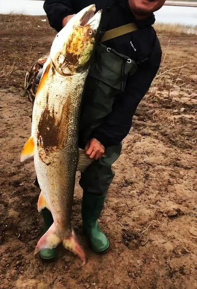 百斤鳡鱼上岸实录，父子档如何征服水中活化石？