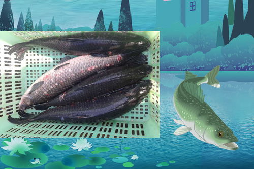 别再钓垃圾鱼了！揭秘高价值渔获类型与精准捕获技巧