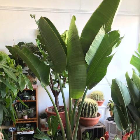 天堂2M和天堂2区别在哪？2026年入坑必看深度避坑指南