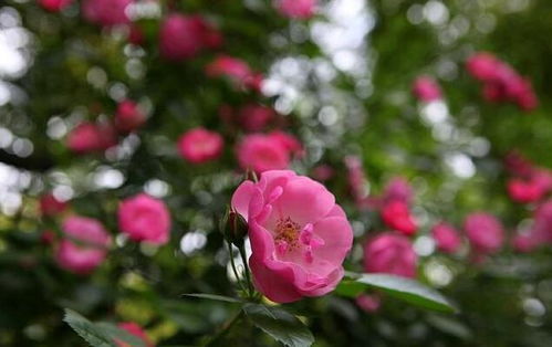 蔷薇蝶舞值得入手吗?深度解析外观特效与实战手感 蔷薇蝶舞值得入手吗?深度解析外观特效与实战手感