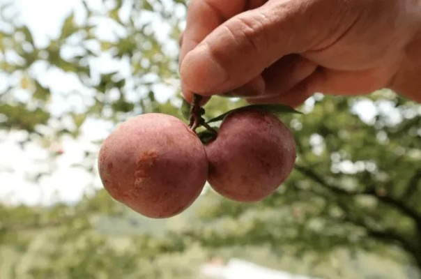 揭秘李果跳类型,掌握这套核心机制,胜率提升30% 揭秘李果跳类型,掌握这套核心机制,胜率提升30%