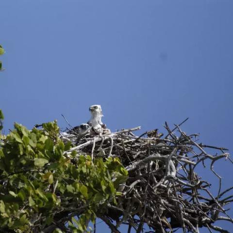 命运2深渊之巢全解析，掌握核心机制轻松拿捏毕业装备