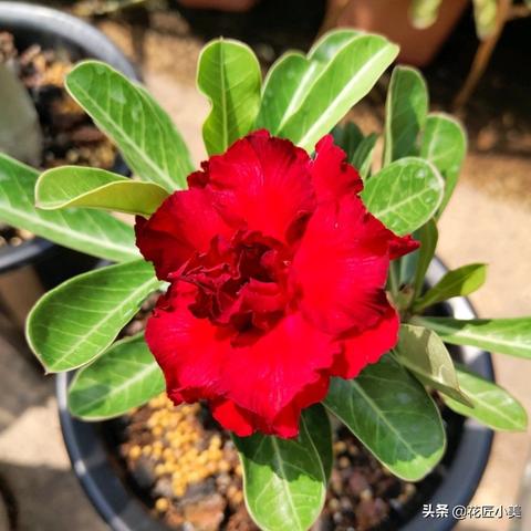 红色沙漠Boss与地图揭秘，76个挑战与110平方公里探索