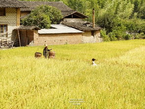 梦回稻香最强布局，别再乱种地，这套躺赢攻略收益翻倍