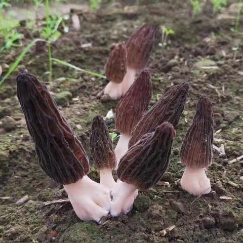 新赛季268抽+传奇车!巅峰极速圆梦基金上线,山路称霸必备 新赛季268抽+传奇车!巅峰极速圆梦基金上线,山路称霸必备