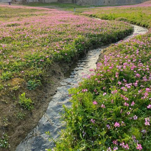 希望OL的春天约定，绿意萌发时相遇