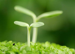 希望OL的春天，绿意萌发，与你相约冒险