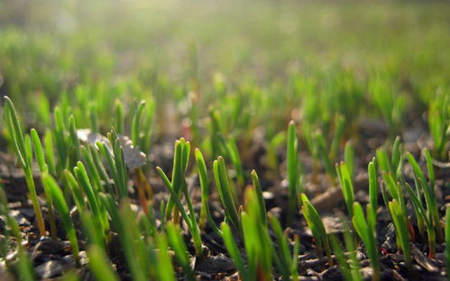 希望OL的春天，赴一场绿意萌发的约会