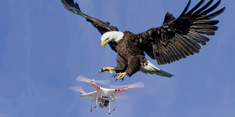 无人机被鹰叼走能理赔吗？揭秘航拍遇袭后的黄金救援方案
