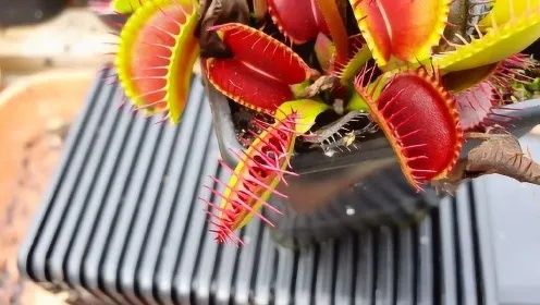 食人草类型有哪些？揭秘高玩击杀技巧与稀有掉落