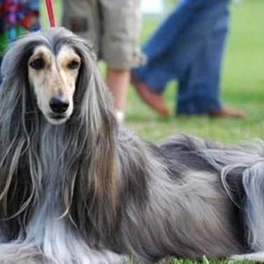 梦想世界3宠物盘点，这三只谁是你的最爱？