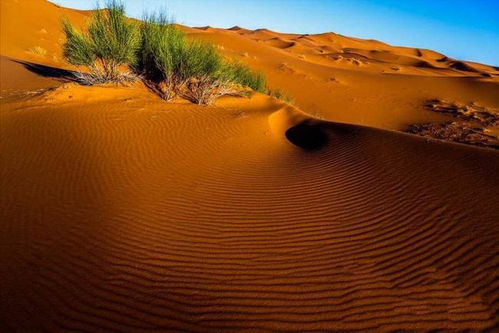 2026毛乌素沙漠消失倒计时,绝版生态奇迹深度游指南 2026毛乌素沙漠消失倒计时,绝版生态奇迹深度游指南