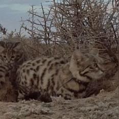 动物传奇致命60怎么玩？独家实战搭配与避坑指南