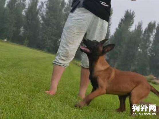 Legend of Khiimori 马匹照料与性格特质指南 Legend of Khiimori 马匹照料与性格特质指南