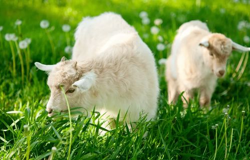 羊了个羊第二关怎么过？揭秘通关死局破解与隐藏布局面纱