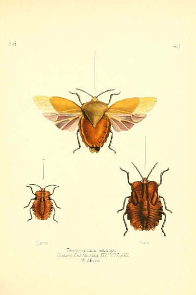 Heartopia 昆虫图鉴与全虫捕捉指南