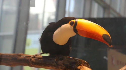 Collector's Cove 传说物种指南：作物、鱼类与条件